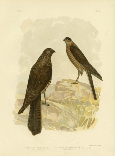 West-Australischer Habicht, 1891 von Gracius Broinowski